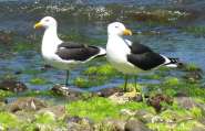 Kelp Gulls